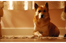 Milyen érzelmeik vannak a kutyáknak? Vajon éreznek büszkeséget?