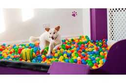 Játszószobát alakított ki a vendégek kutyáinak a kutyabarát pub tulajdonosa