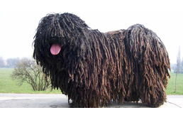 Megkezdődik a magyar ebfajták kötelező, DNS alapú származásellenőrzése