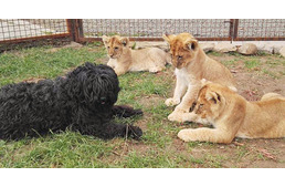 Örökbefogadott kutya lett a kölyök oroszlánok legjobb barátja