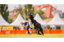 Magyar sikerekkel zárult a Dog Puller Világbajnokság