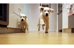 Így cseperedik fel két rosszcsont kölyök