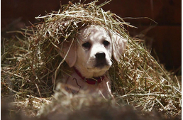 Újra megríkat a Budweiser