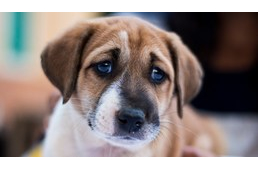 Manipulál a kutyád? Íme, a kölyökkutya-tekintet magyarázata