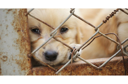 Így jelentheted a szaporító-gyanús hirdetéseket Facebookon