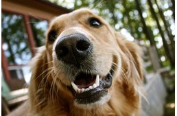 Kutyánknál is fontos a fogápolás!