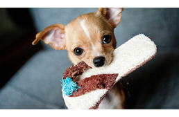 Veszélyes, ha a kutyám kilopja a ruháimat a szennyesből?