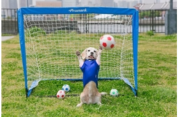 A Guinness-rekorder Beagle!