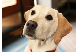 Vakvezető ABC – E, mint engedelmesség