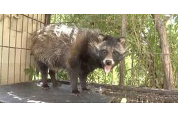 Kutyát vett a piacon a kínai férfi - de miért nem ugat?