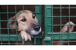 Adakozó Kedd - támogass egy állatvédő szervezetet!