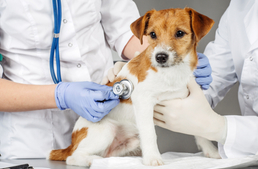 Újabb éjszakai állatorvosi ügyelet szűnik meg