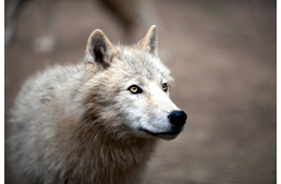 Újabb eredmények a kutyák fertőző rákjának kutatásáról