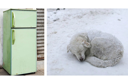 Van otthon rossz hűtőszekrényed? Megmenthetsz vele egy árva kutyát a fagyhaláltól!