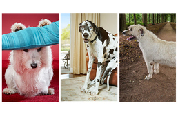 Állati rekordok a 2017-es Guinness Rekordok könyvében