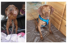 Remény, a kis vizsla szerető otthonra talált!