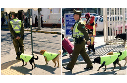 Chilében különleges munkát kapnak a kóbor kutyák