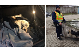 Rendőrök segítettek az elütött kutyán