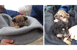 Mikulás napi kutyamentés: elárvult kölyköket mentettek a rendőrök