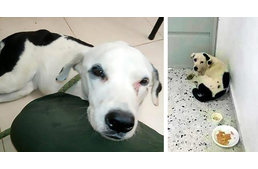 Belehalt a bánatba a kutya, akit elhagyott a gazdája