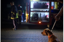 Így segíthetsz háziállatodon, ha baj van!