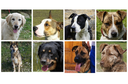 Különleges örökbefogadó nap a Rexnél