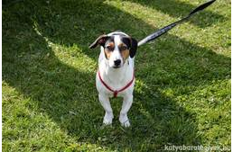 Idén is Állatok Világnapja a Rex Állatszigeten!