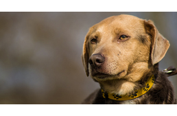 Ünnepeld az Állatok Világnapját a Rex Állatszigeten!