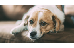 Az állatpatikák is nyitva lehetnek 15:00 óra után is