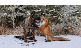 Ne habozz! Te is tehetsz a veszettség megfékezéséért!