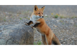 Ebzárlatot rendeltek el egy veszett róka miatt! - Frissítve!