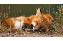 Kezdődik a 2017-es tavaszi ebzárlat - íme a teljes lista, mely településeket érinti!