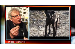 Nemet mondtak a kutyák elnémításának javaslatára!