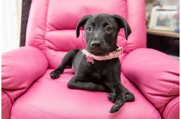 Hatlábú kiskutya lett a fiú legjobb barátja, akit az iskolában csúfoltak betegsége miatt