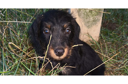 Felfüggesztettel megúszhatja a szombathelyi tacskógyilkos