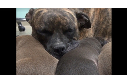 A kutyacsalád, akit csellel tudtak csak megmenteni