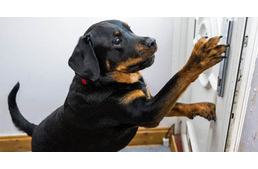 Hősként ünneplik a rottweilert, aki egy ajtónyitással megmentette gazdája életét