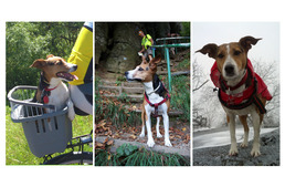 Az örökbefogadott kutya, aki gazdijával bejárja a világot