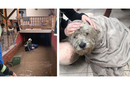 Babzsákon keresett menedéket az udvart elöntő esővíz elől Rumli, a kiskutya