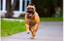 Megérzi a kutyám, ha félek?