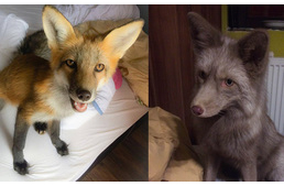 Rókák az otthonomban