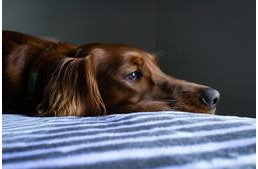 Karanténba kerülés gazdiként – Mi fog történni, hogy készülhetünk fel?