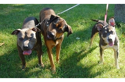 (Be)menni vagy nem (be)menni - ez itt a kérdés… 