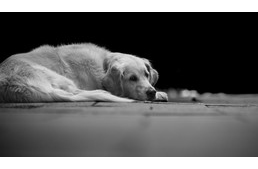 Madármérgezés Debrecenben – a kutyákra is veszélyt jelent!