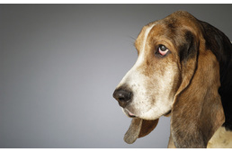 Mit tehetünk, ha eltűnt, és mit, ha találtunk egy kutyát? 