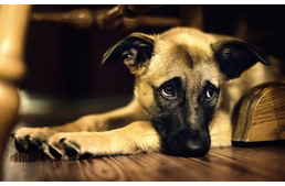 Változtak az 1% felajánlásának szabályai