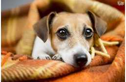 Szalmonellafertőzés kutyáknál