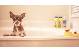 Több termék is megbukott a NÉBIH kutyasampon tesztjén