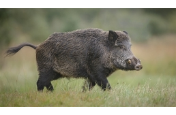 Vaddisznótámadások a Balatonnál: legyünk figyelemmel a kutyasétán