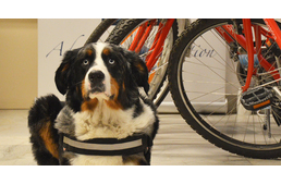 Kutyabarát iroda a kutyával utazókért